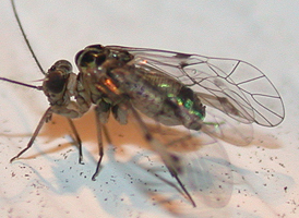 Hyalopsocus striatus